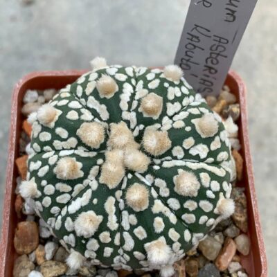 Astrophytum asterias “Super Kabuto” hybr