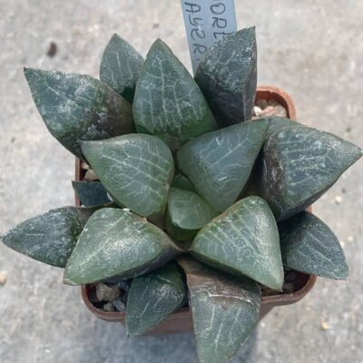 Haworthia bayeri (ex Japan)