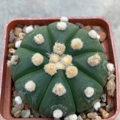 Astrophytum asterias nudum “ooibo” Pavlica