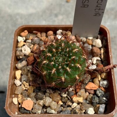 Sulcorebutia mentosa