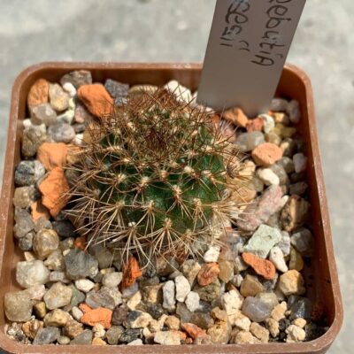 Sulcorebutia menesesii