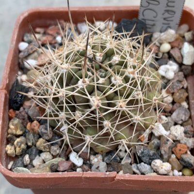 Neoporteria curvispina var armata BCHK 1330