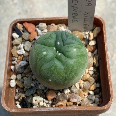 Lophophora williamsii var decipiens
