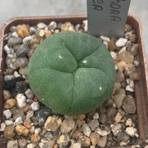 Lophophora lutea