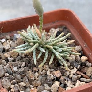 Anacampseros alstonii