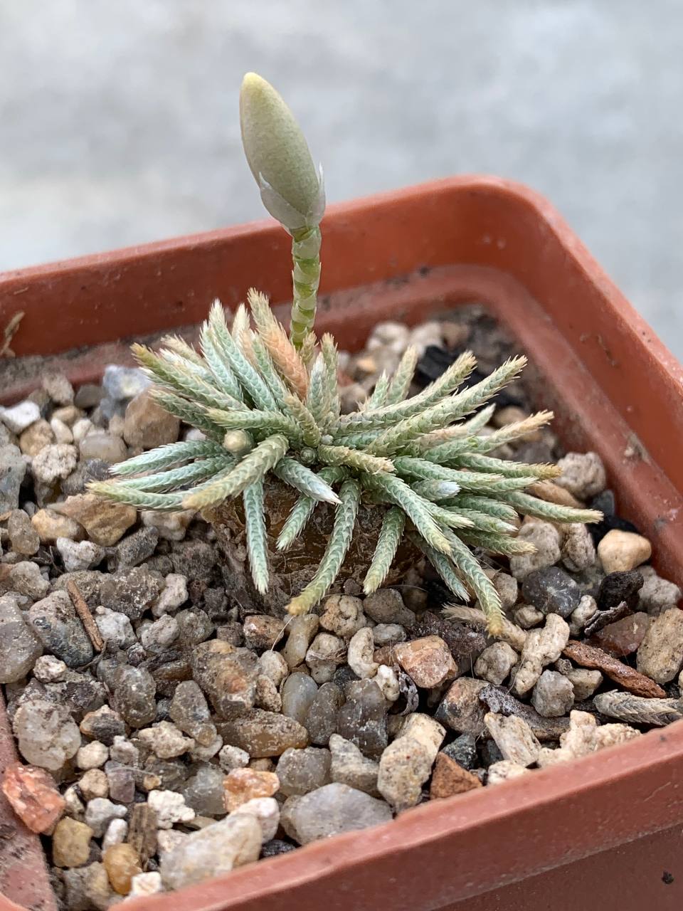 Anacampseros alstonii