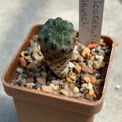 Sulcorebutia rauschii