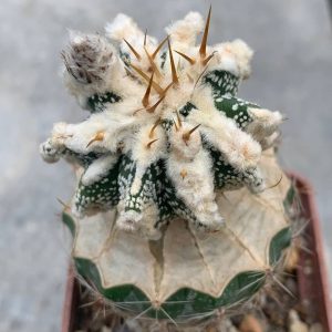 Astrophytum ornatum ‘Hannya’ CL6H