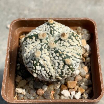 Astrophytum asterias hybr Pavlica