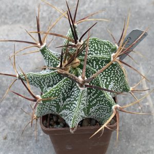 Astrophytum ornatum