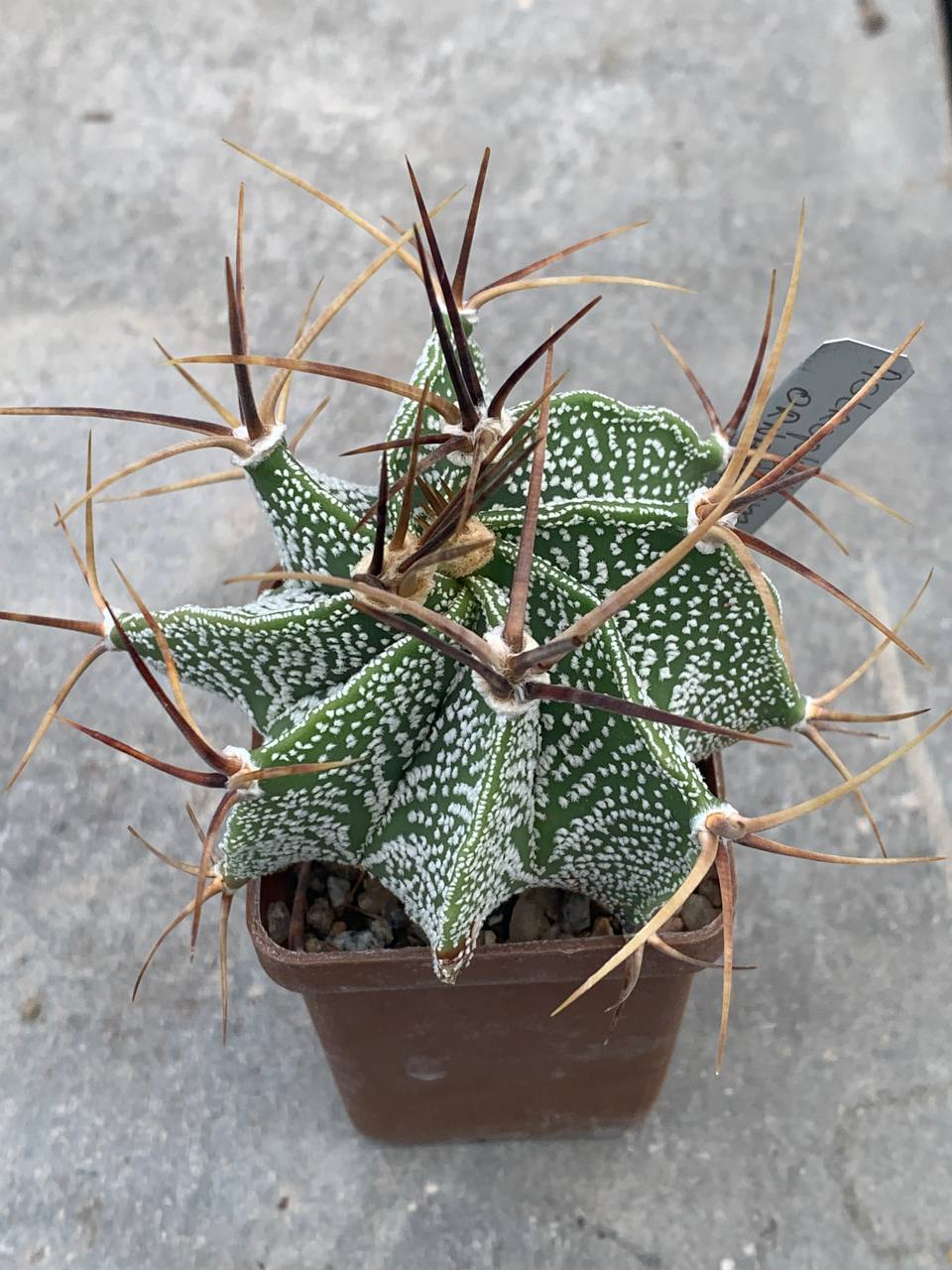 Astrophytum ornatum