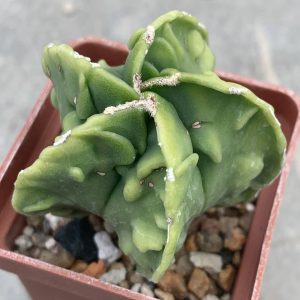 Astrophytum myriostigma nudum Fukuryu