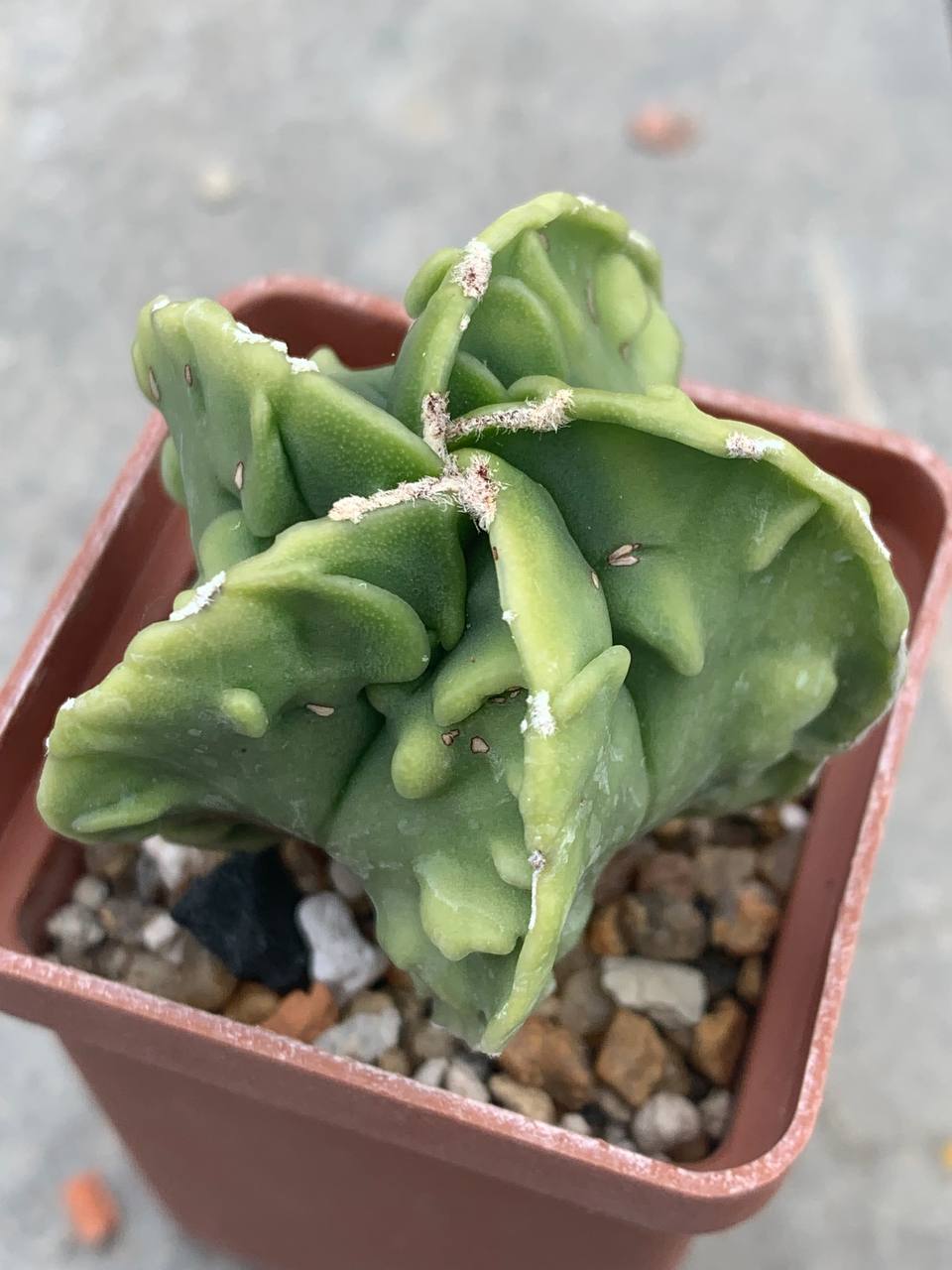 Astrophytum myriostigma nudum Fukuryu