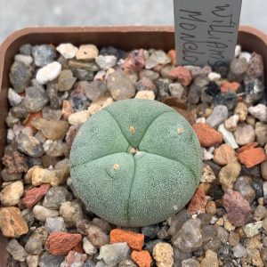 Lophophora williamsii (Saltillo Monclova)
