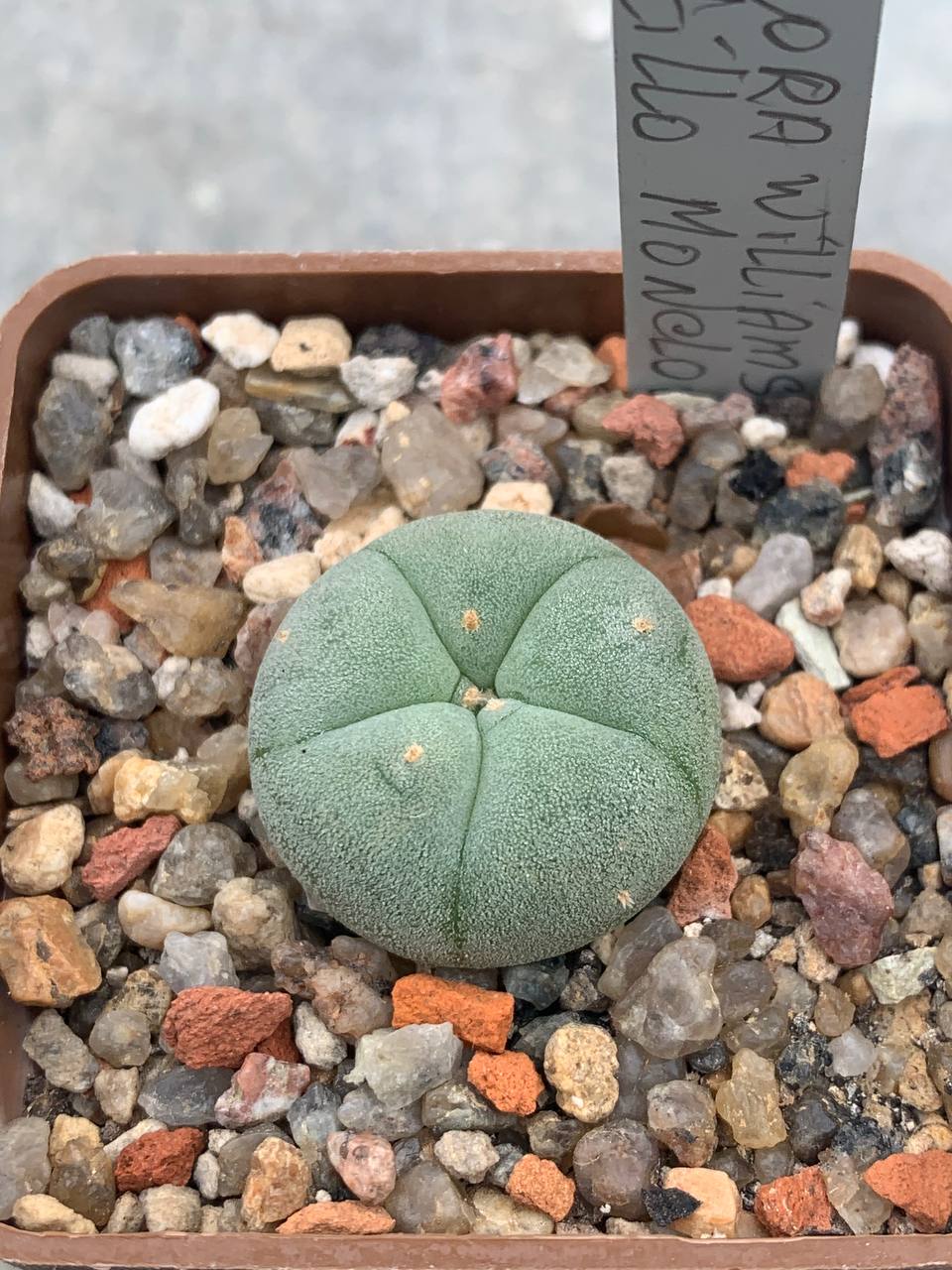 Lophophora williamsii (Saltillo Monclova)