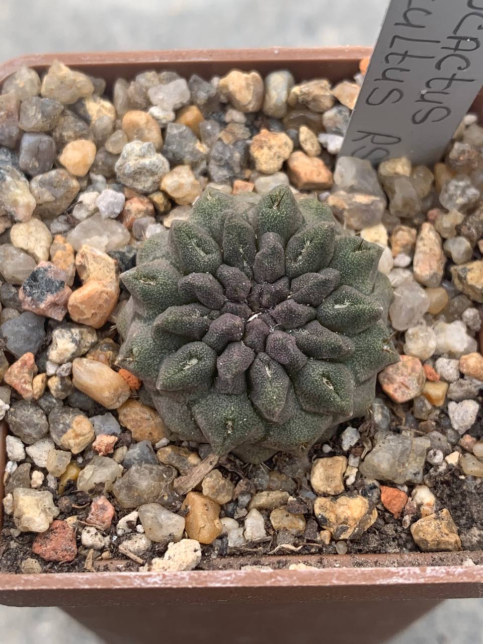 Pyrrhocactus occultus RS 1958
