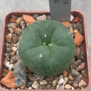 Lophophora echinata