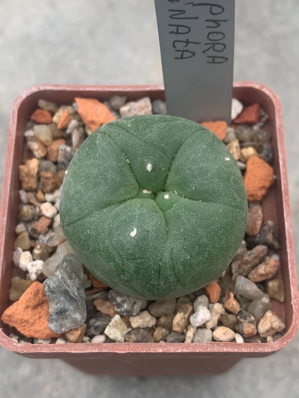 Lophophora echinata