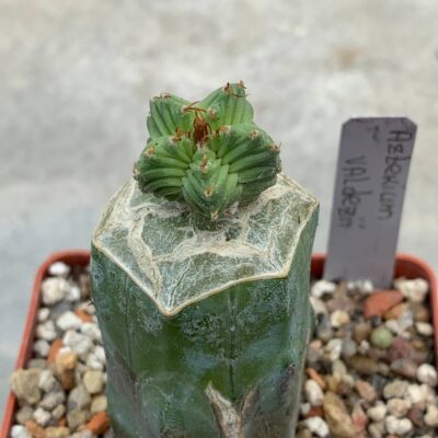 Aztekium valdezii