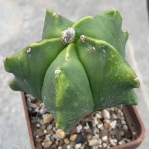 Astrophytum nudum ‘Kikko’