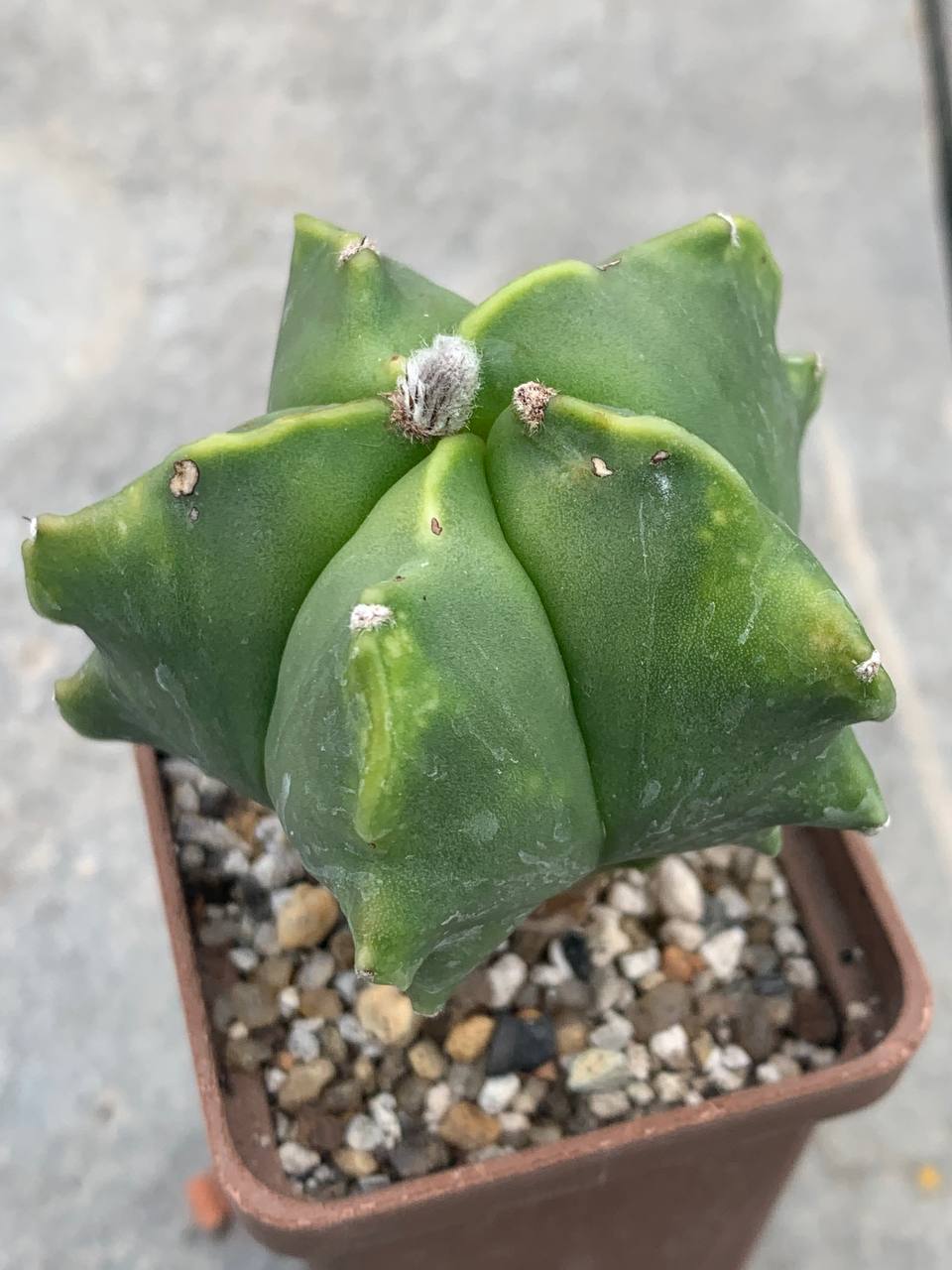 Astrophytum nudum ‘Kikko’