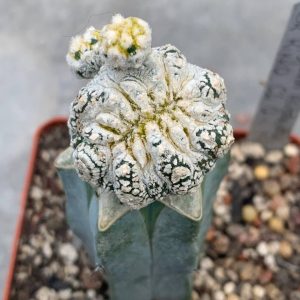 Astrophytum asterias ‘Kikko’