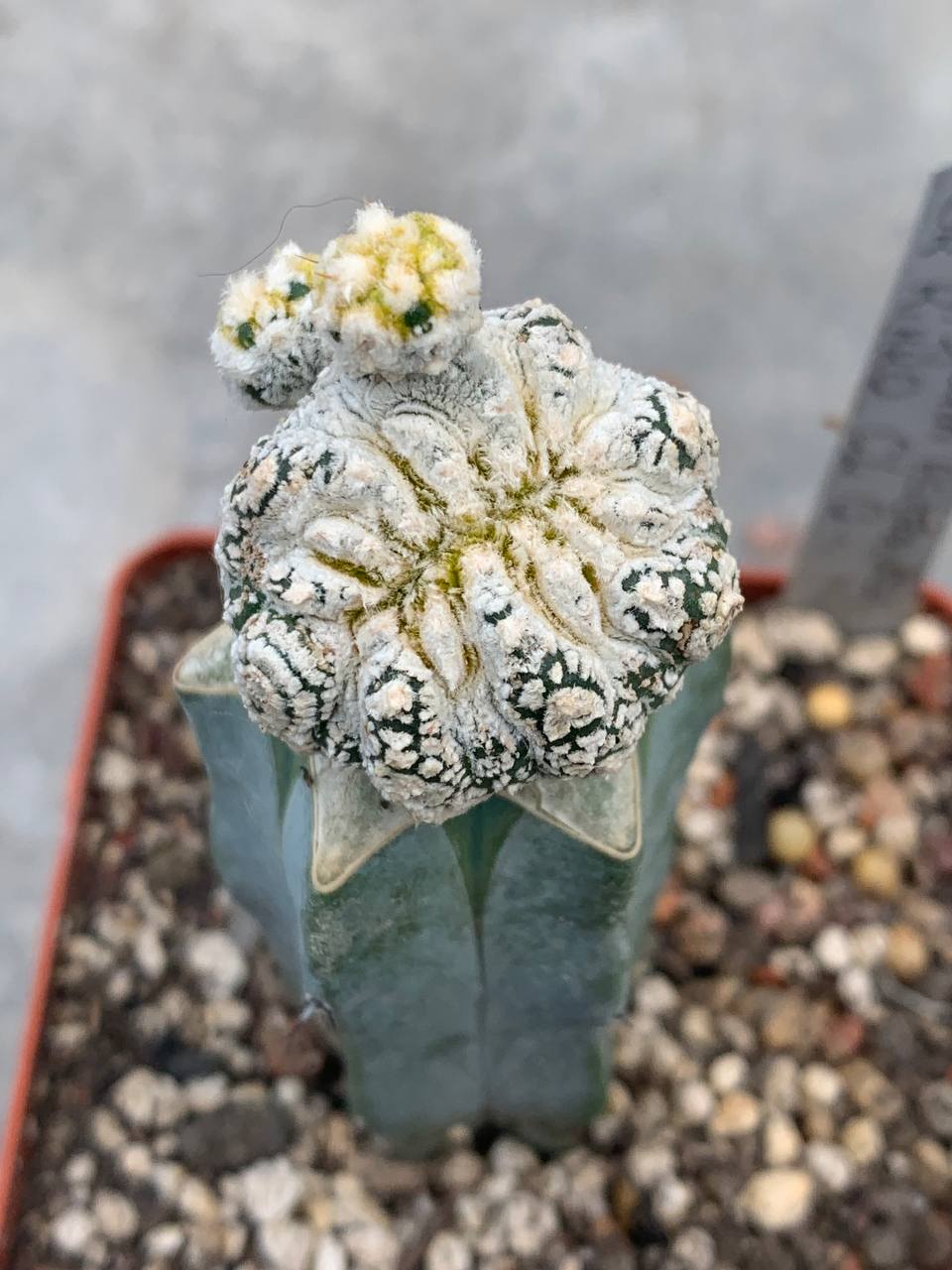Astrophytum asterias ‘Kikko’