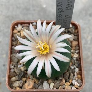 Lophophora diffusa var koehresi