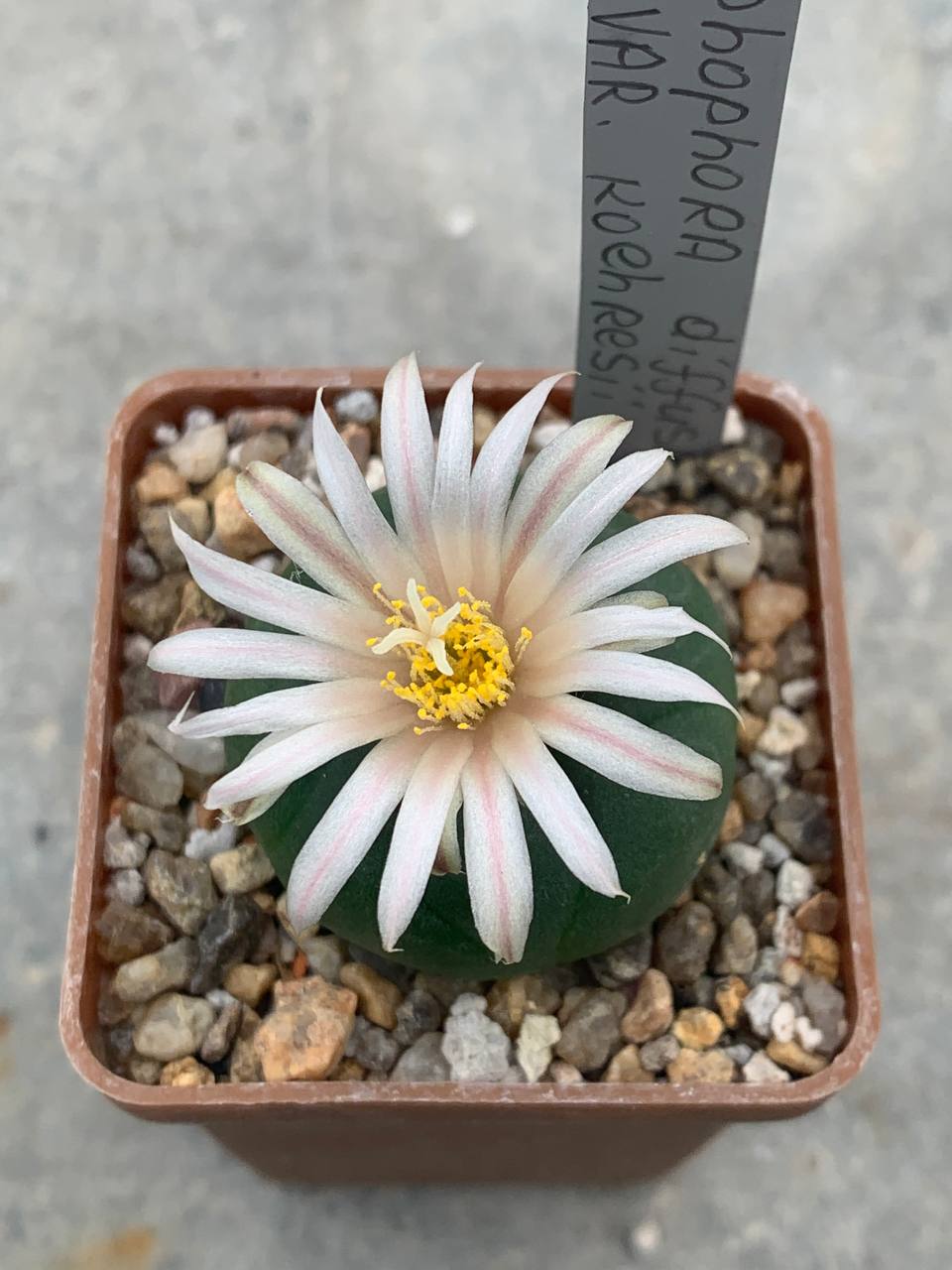 Lophophora diffusa var koehresi