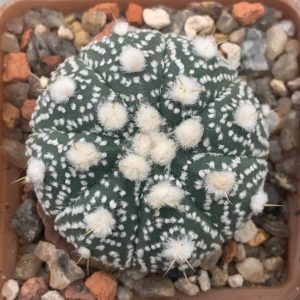 Astrophytum asterias ‘Kikko’ hybr