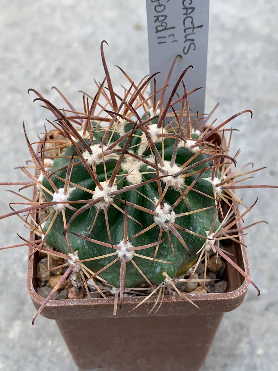 Ferocactus fordii