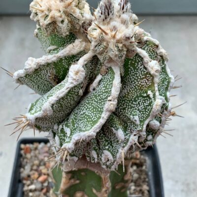 Astrophytum Ornatum Fukuryu