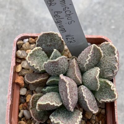 Adromischus hybr Belgium #27
