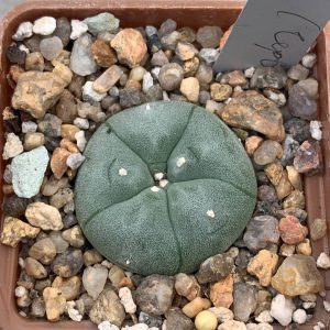 Lophophora williamsii (Червінко)