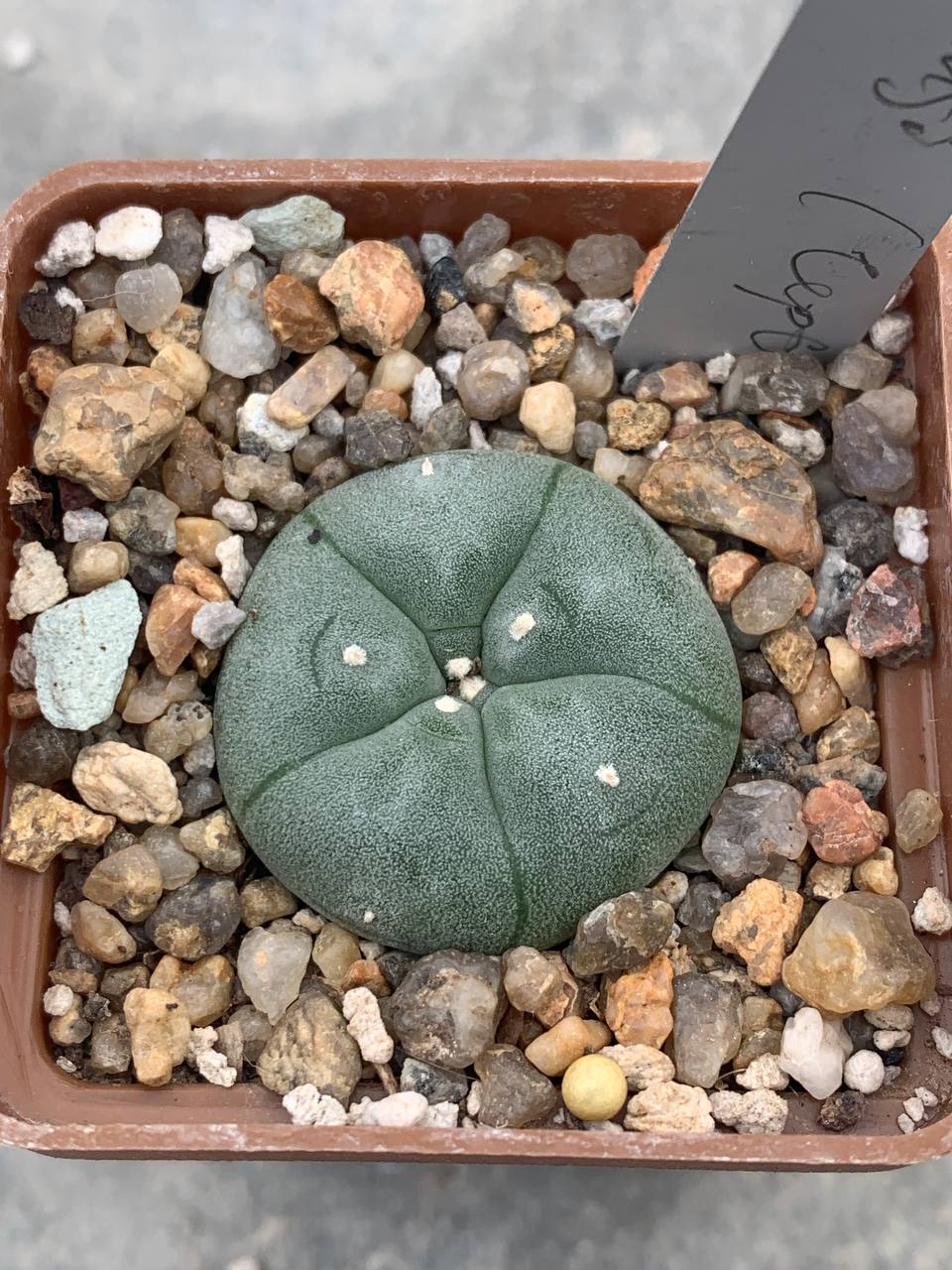 Lophophora williamsii (Червінко)