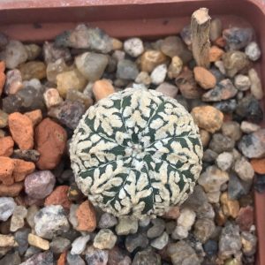 Astrophytum asterias “Super Kabuto” V-type