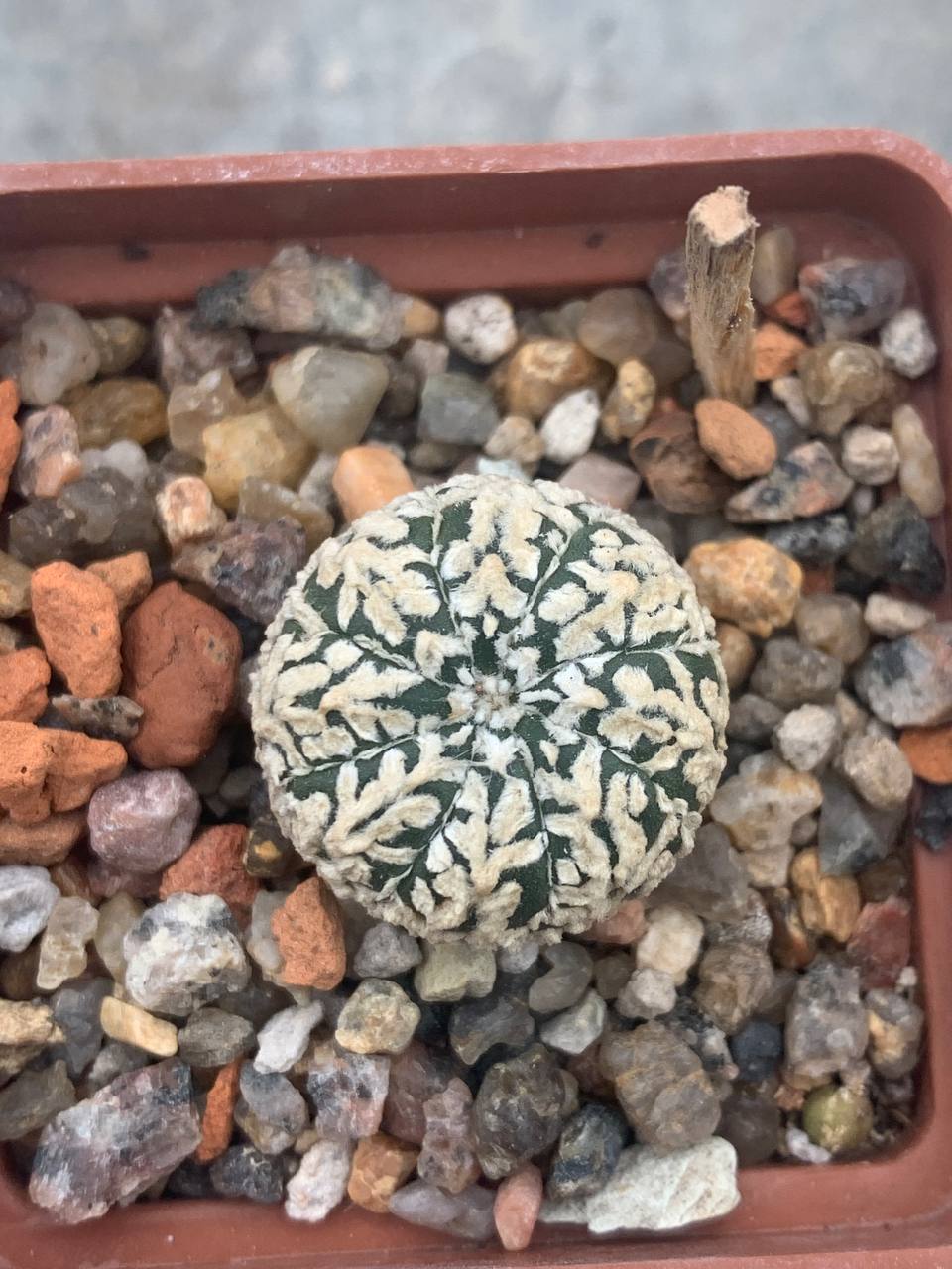 Astrophytum asterias “Super Kabuto” V-type