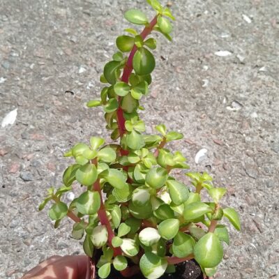 Portulacaria afra mediopicta