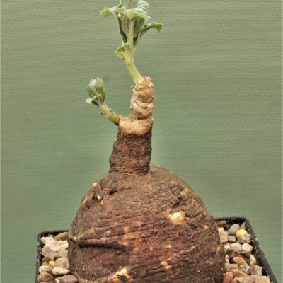 Pterodiscus-speciosus.