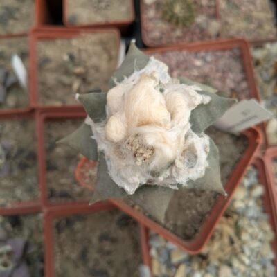 Ariocarpus furfuraceus