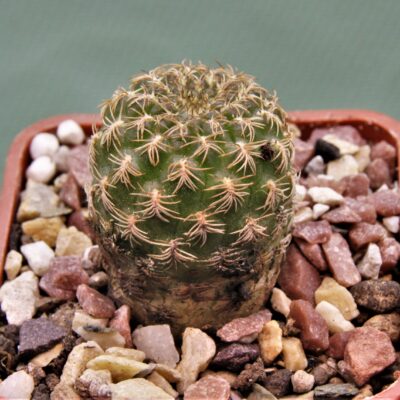 Sulcorebutia breviflora-v.laui-L-1260-1-2
