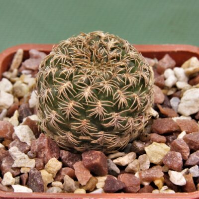 Sulcorebutia breviflora-v.laui-L-1260-3