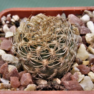 Sulcorebutia breviflora-v.laui-L-314-1