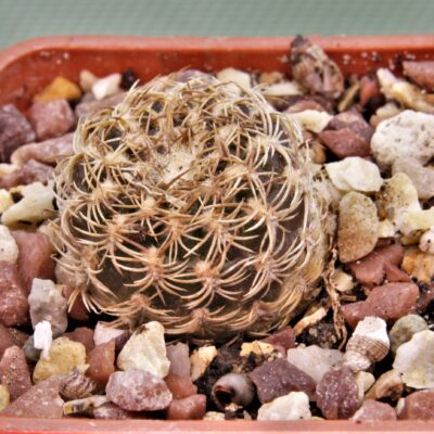 Sulcorebutia breviflora-v.laui-L-314-2