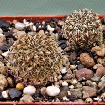 Sulcorebutia caniguerallii-LH-1057-2