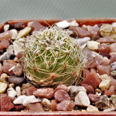 Sulcorebutia hertusii-Cern-kvet-1