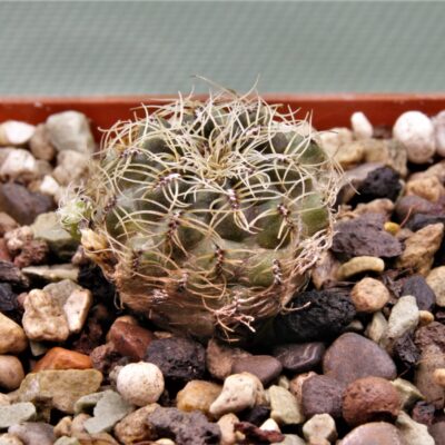 Sulcorebutia hertusii-PHA-176.1
