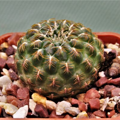 Sulcorebutia markusii-LH1522-3