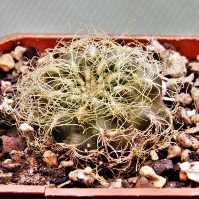 Sulcorebutia patriciae-LH-1123
