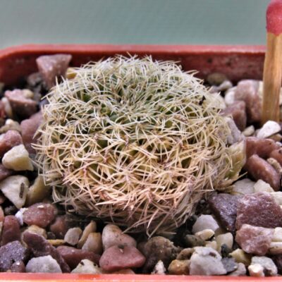 Sulcorebutia roberto-vasguezii-LH-1476-1